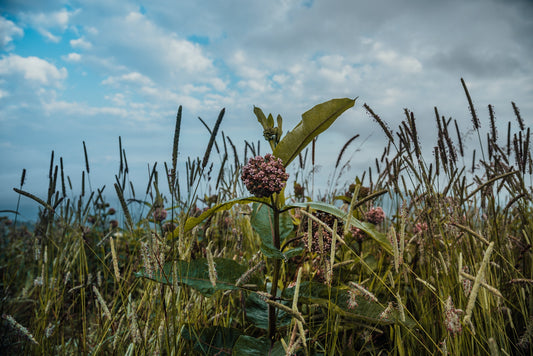 What to do with milkweed?