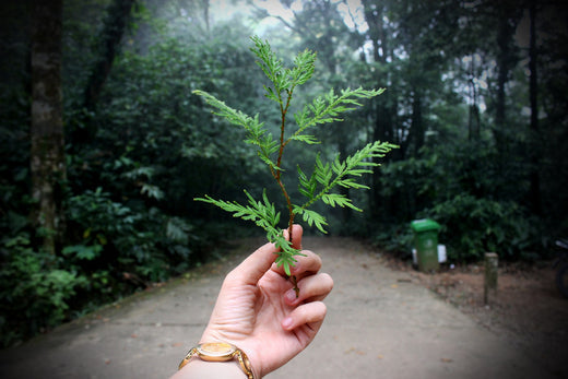 L'ÉCOLOGIE, UNE SCIENCE OU UNE TENDANCE SOCIALE