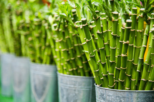 Bamboo, an ecological all-purpose